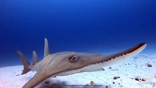アウリィダイブ沖縄の特徴 - ワイドにこだわり、ドリフトにこだわる